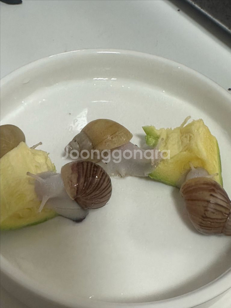 달팽이분양 4마리--0