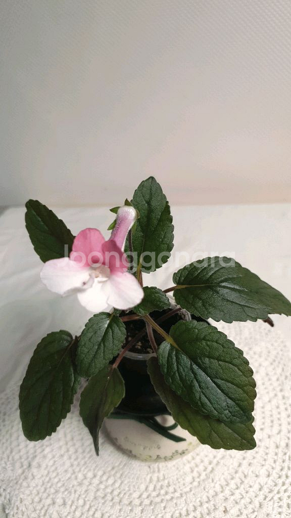 스톤율리아 ㅡ 미니신닌기아--0