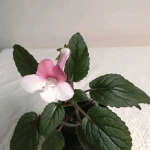 스톤율리아 ㅡ 미니신닌기아