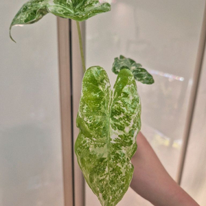 알로카시아 롱기로바 크림브륄레