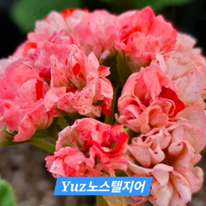 Yuz노스텔지어(유미님)K제라늄