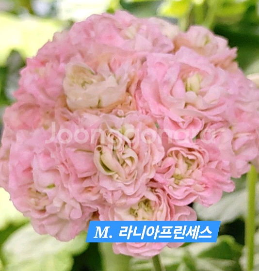 M라니아프린세스 K제라늄--0