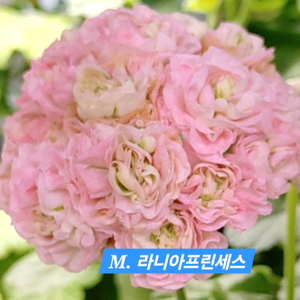 M라니아프린세스 K제라늄