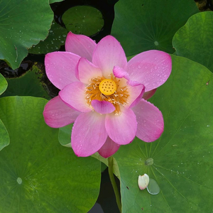 소멸포인트 ,공연예매, 티켓사기 조심하세요