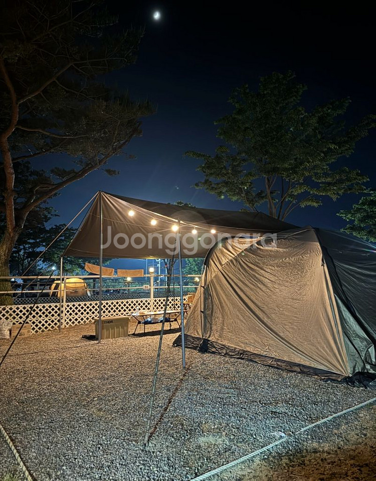 에르젠 엘돔340(탄색) + 라쉘(탄색) + 코다디자인--5