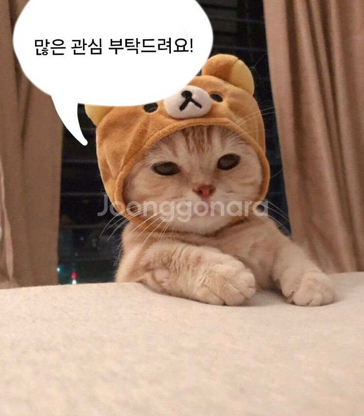 그립톡, 키링 주문제작( 전부 수작업)--0