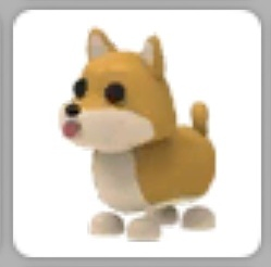 입양하세요_현거_시바견--0