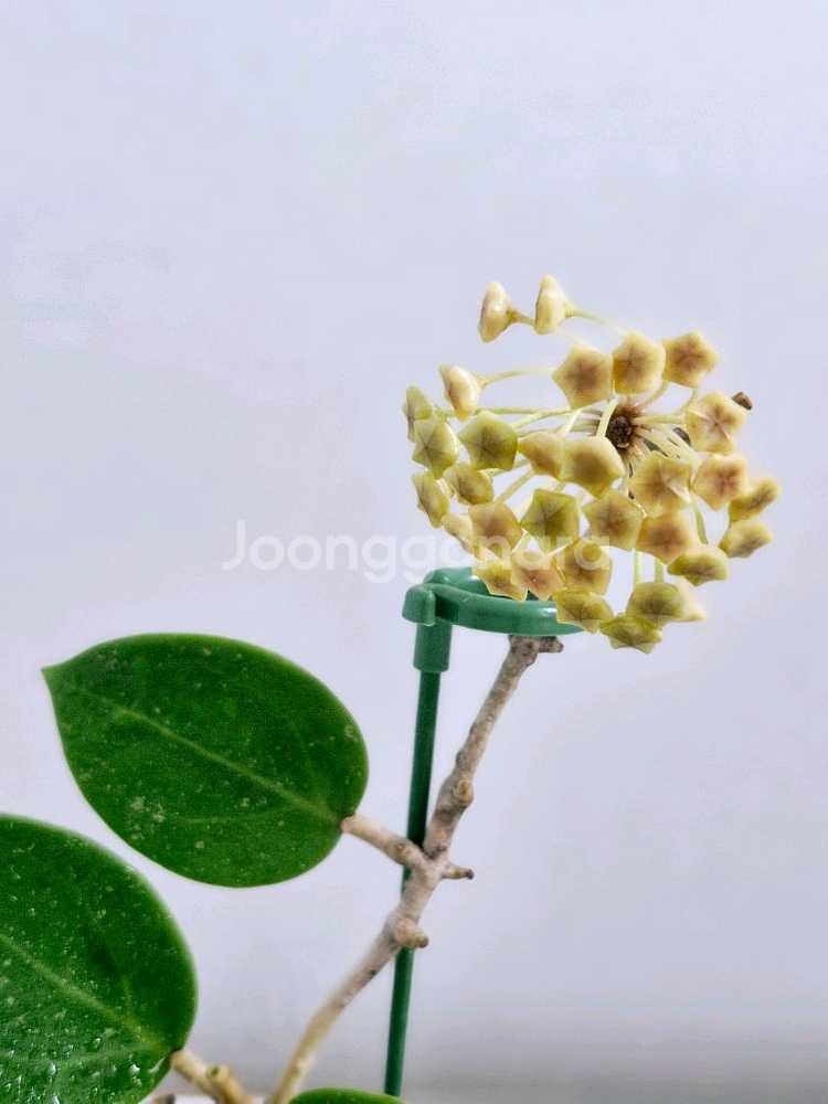 식물 호야 파라시티카 하트맆 스플래쉬--2