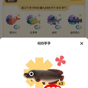 틱톡라이트 피라루쿠 돌돔 복어 판골린 판매합니다