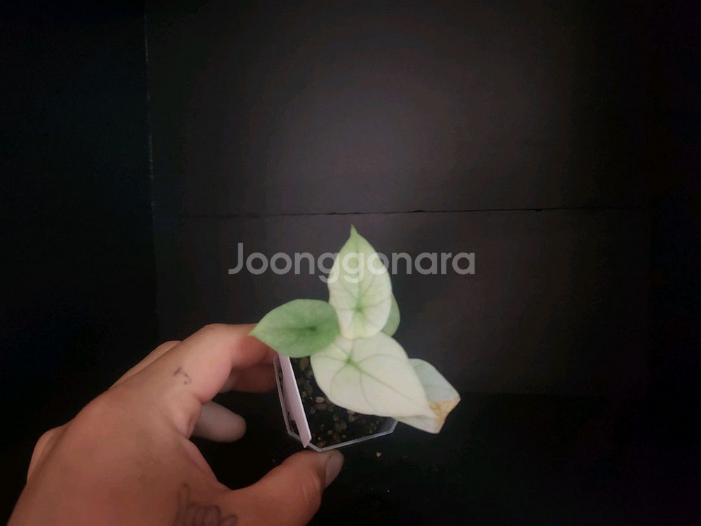 알로카시아 시누아타 민트--0