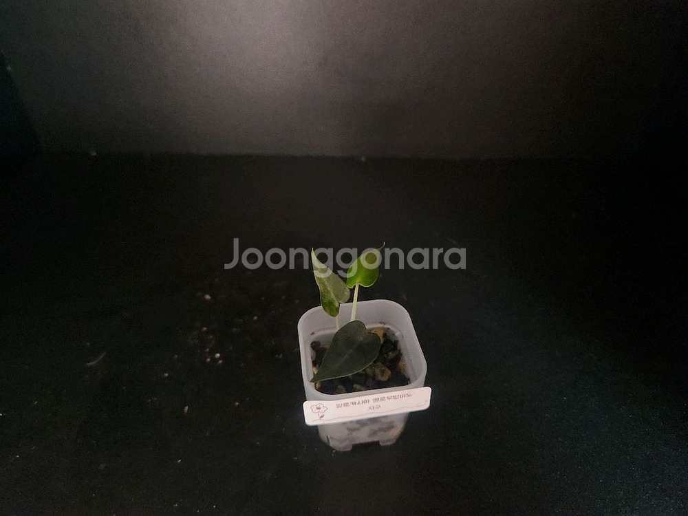 알로카시아 밤비노옐로우 바리에가타--0