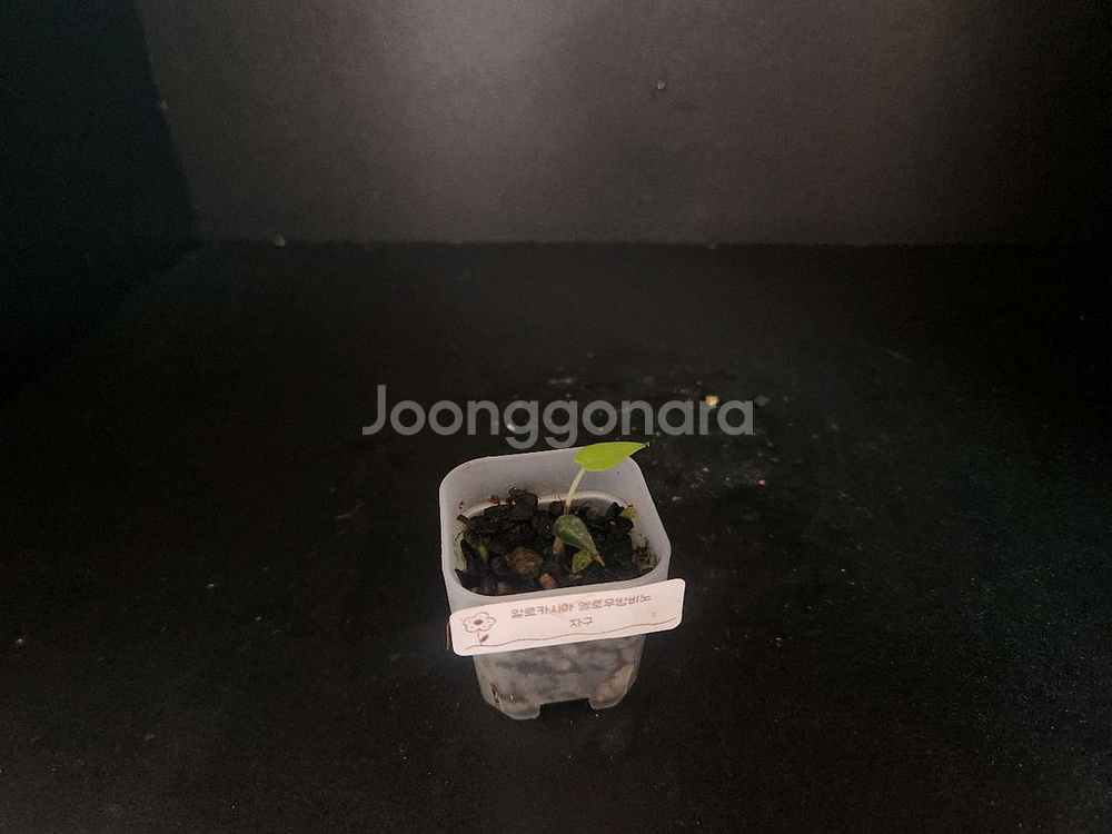 알로카시아 밤비노옐로우 바리에가타--1