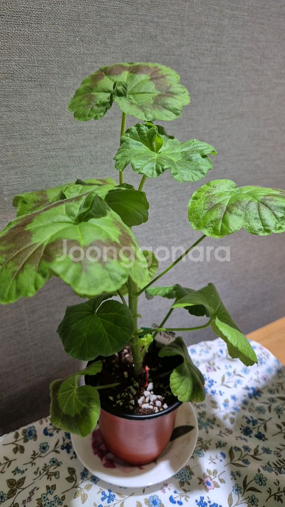 메이로코코 제라늄--1