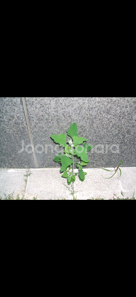 후지필름 FinePix A500 빈티지 디카--5