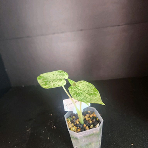 알로카시아 오도라바틱