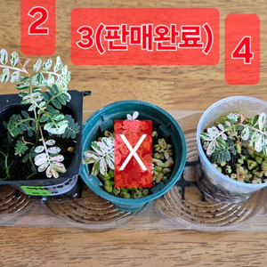 필란투스 우리나리아 핑크바리(여우구슬)