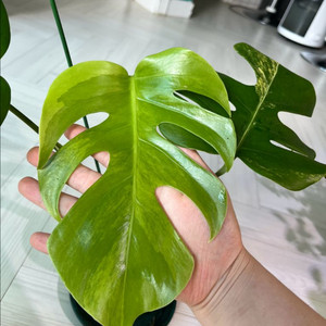 옐로우 몬스테라 1 (델리시오사)