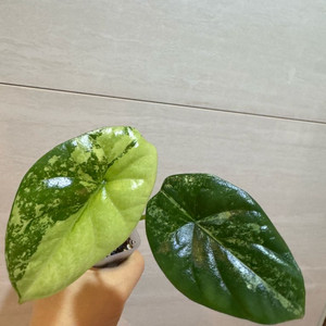 시누아타 화이트민트 바리에가타 1번