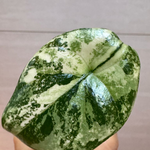 시누아타 화이트민트 바리에가타 2번