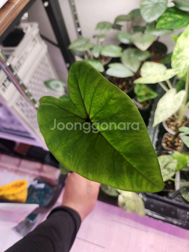 콜로카시아 블랙매직--0