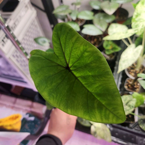 콜로카시아 블랙매직