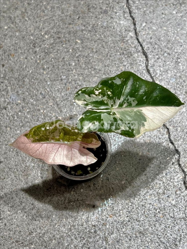 알로카시아 푸세이도 핑크 바리(무천이 왕자구묘)--2