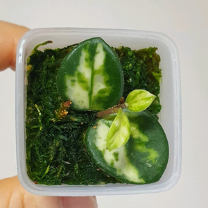 호야 마틸드 바리에가타