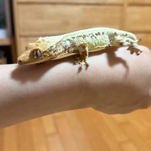 크레스티드게코 도마뱀 분양합니다