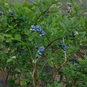 블루베리