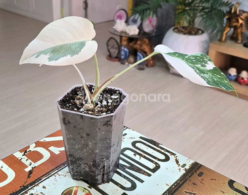 몬스테라알보 보르시지아나 바리에가타 (탑)--1