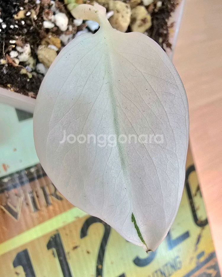 몬스테라알보 보르시지아나 바리에가타 (탑)--3