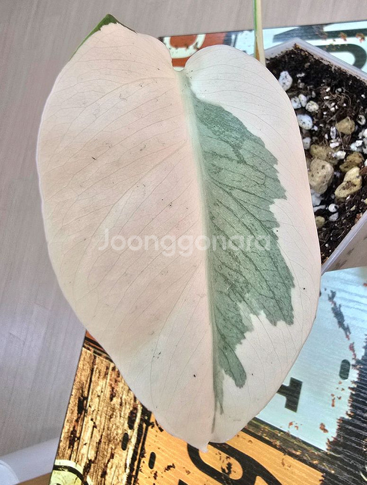 몬스테라알보 보르시지아나 바리에가타 (탑)--2