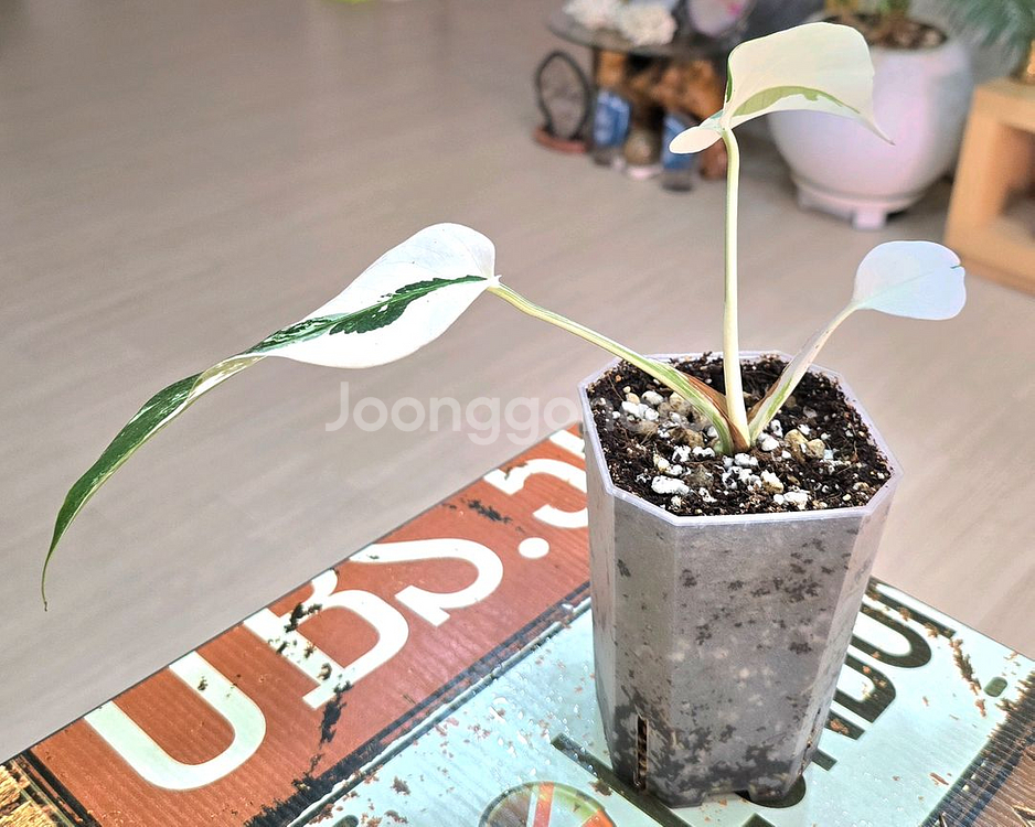 몬스테라알보 보르시지아나 바리에가타 (탑)--4