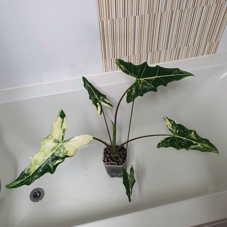 알로카시아 사리안 바리에가타 대품 35만원--4