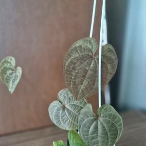 디스코레아 디스컬러