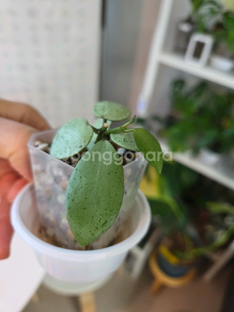호야 라쿠노사 민트코인--0
