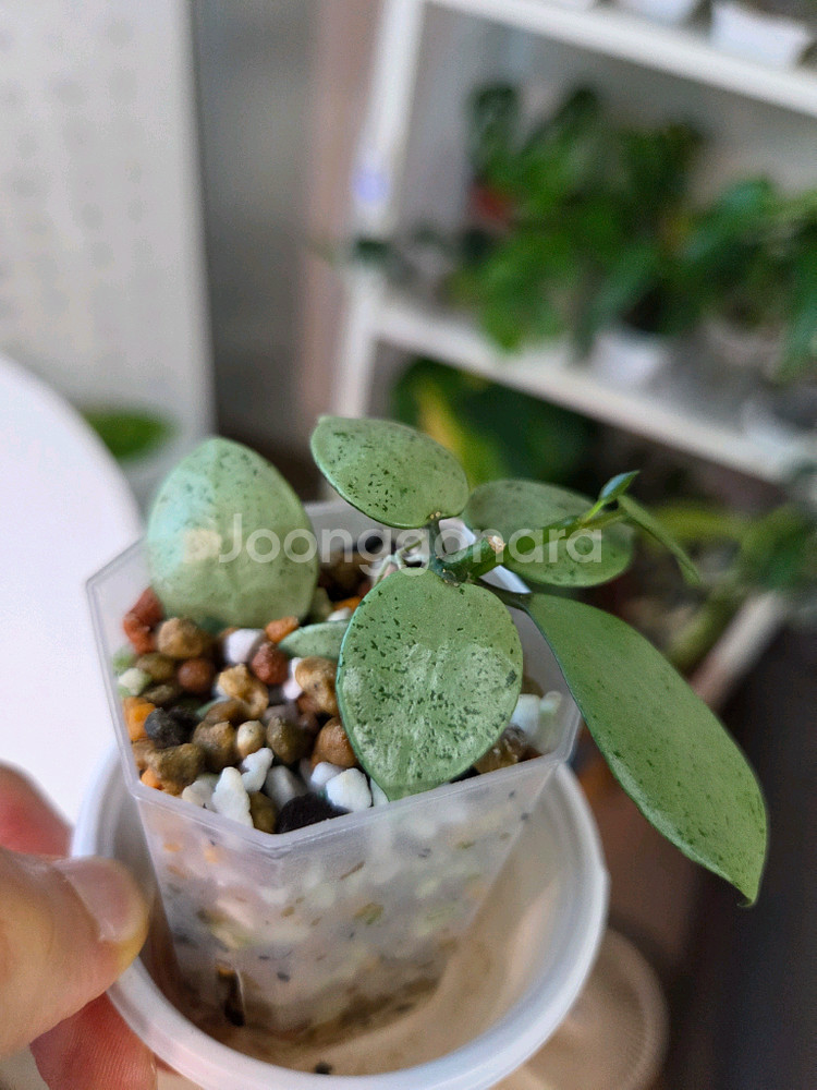호야 라쿠노사 민트코인--1