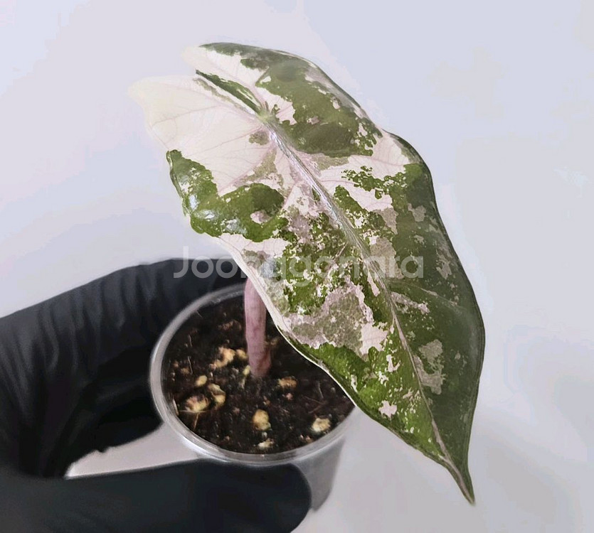(무천이 왕자구) 알로카시아 푸세이도 산데리아나 핑크--2