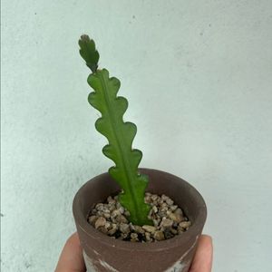 그로브팟피쉬본식재/ 그로브팟