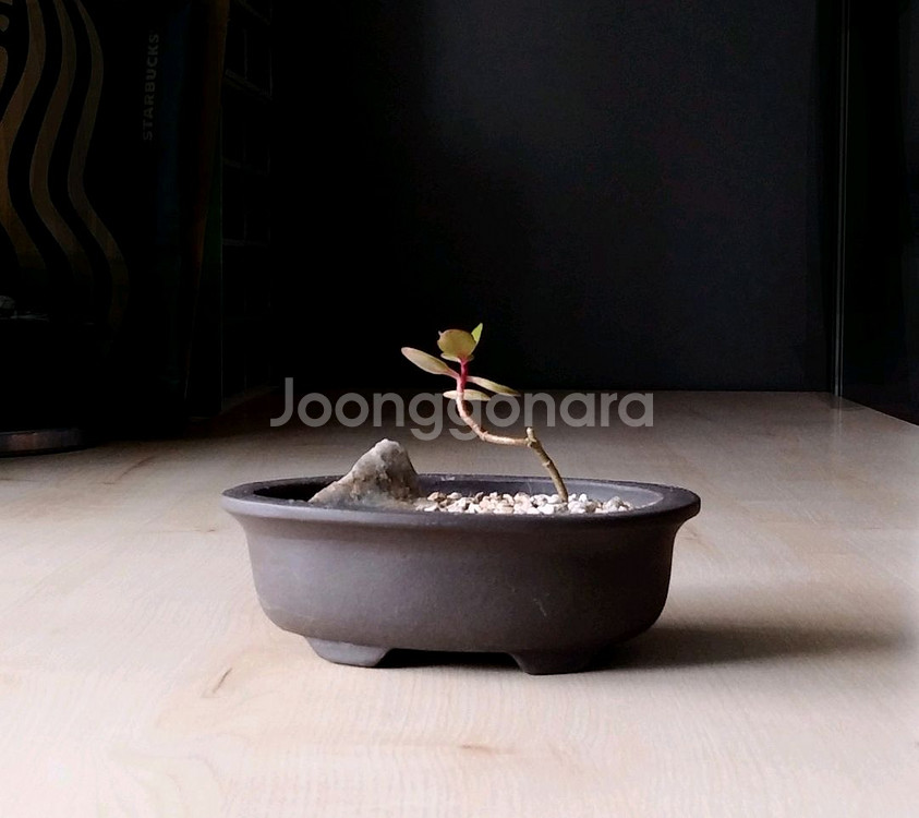 칼랑코에분재스타일 플랜테리어 인테리어 소품--0