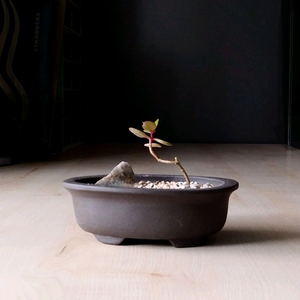 칼랑코에분재스타일 플랜테리어 인테리어 소품