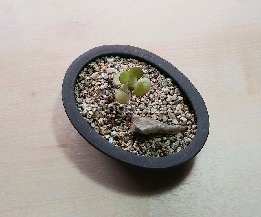 칼랑코에분재스타일 플랜테리어 인테리어 소품--1