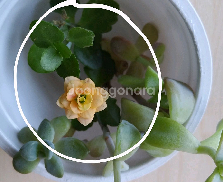 칼랑코에분재스타일 플랜테리어 인테리어 소품--2