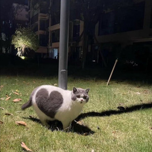 아코, 야해 각종 BL드씨