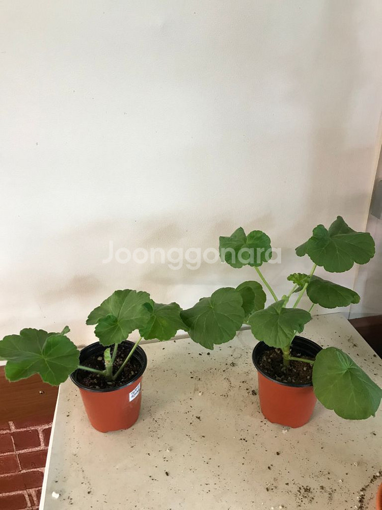 Ta레이디윈터 홍공주 러시아 제라늄--0