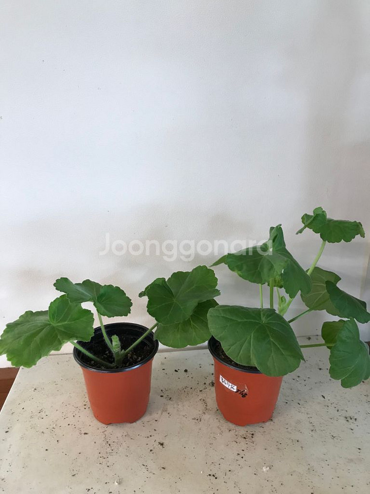 Ta레이디윈터 홍공주 러시아 제라늄--1