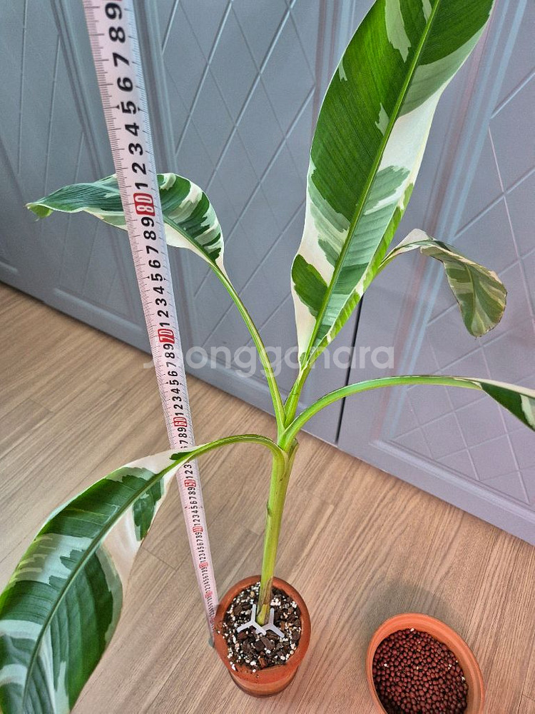 흰무늬바나나--1