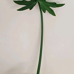 필로덴드론 라디아튬 바리에가타