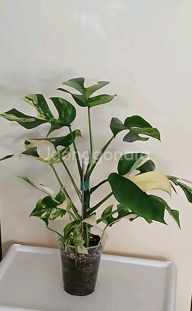 옐로우 히메 몬스테라--0