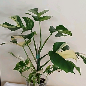 옐로우 히메 몬스테라